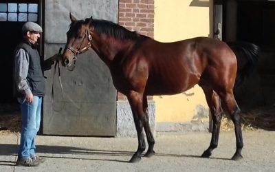 Presentazione stalloni Ticino Bloodstock – Un successo!